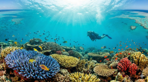 Great Barrier Reef - A living wonder